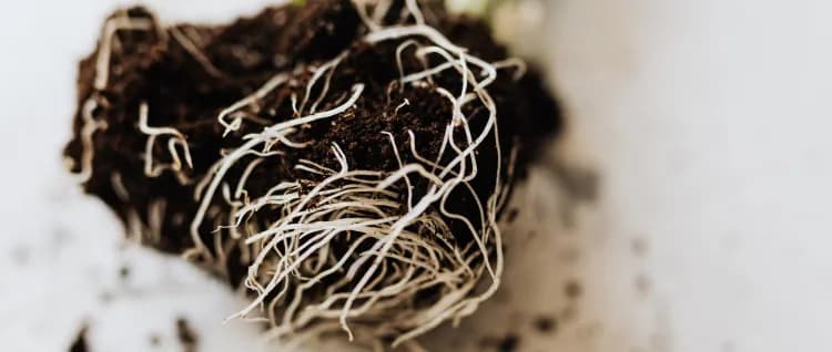 Vente en ligne de substrats pour potager et jardin