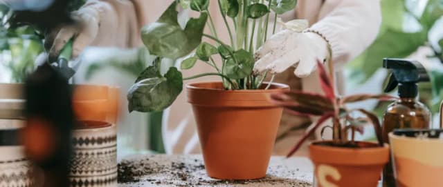 Culture et soin des plantes
