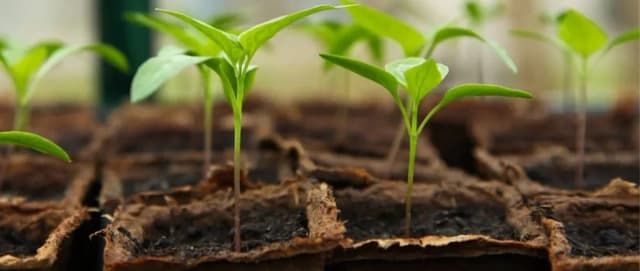 Comment préparer le substrat pour un semis ?