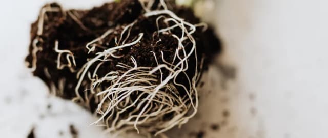 Vente en ligne de substrats pour potager et jardin